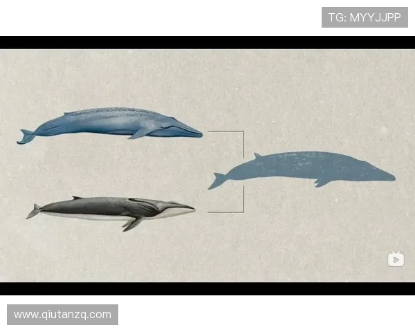 在蓝鲸体育正规官网注册登录，享受优质的客户服务与丰富的优惠活动，打造最佳体育娱乐体验